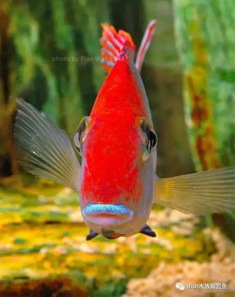 養魚推薦|十大易養觀賞魚排行榜